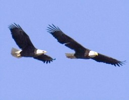 eagles spreading thier wings Whenever you spread your wings and fly, you show others that it’s possible too!