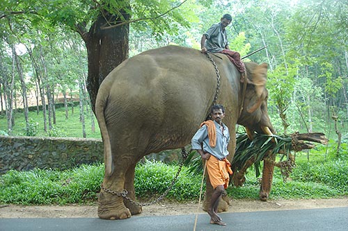 We realised we were far from Sweden and home when we met these 3 guys along the road in Kerala, India