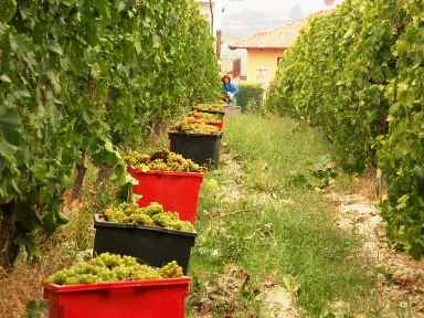 grape picking season in different times of the year in France, California, Australia and South Africa, Farm work is an option for taking you around the world. The grape picking season for example, is at different times in France, California, Australia and South Africa, to name a few places.