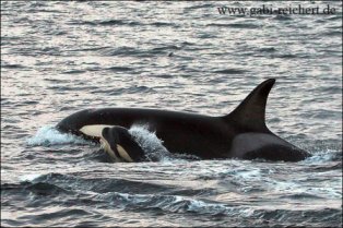 Orca Orcas