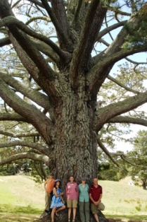 Experiencing ”the Party Tree” from the movie ”the Lord of the Rings” Experiencing ”the Party Tree” from the movie ”the Lord of the Rings” in reality was a special things for the fans