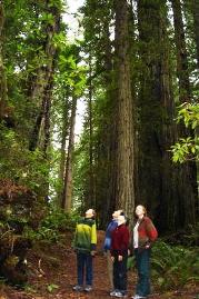 Redwood forest Spending time in a Redwood forest is a great way to get perspective on things