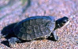 turtle “The turtle doesn’t get anywhere until he dares to stick his neck out”